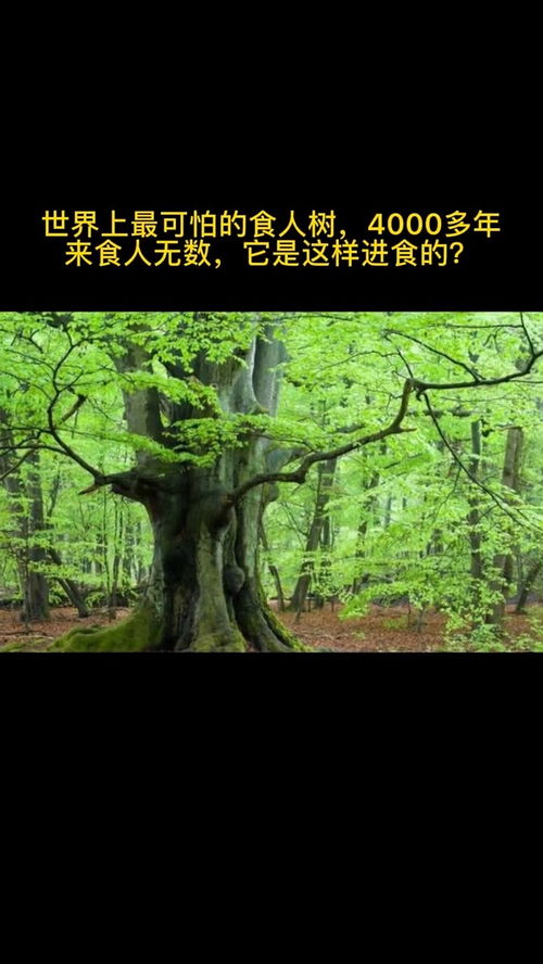 地球上第一棵树是怎么来的 世界上第一棵树是怎么来的