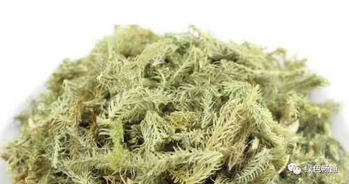 地衣的功效与作用及食用方法 中草药地衣功效与作用