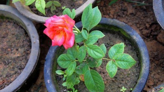 地栽月季移栽几天恢复 刚移栽的月季几天浇一次水