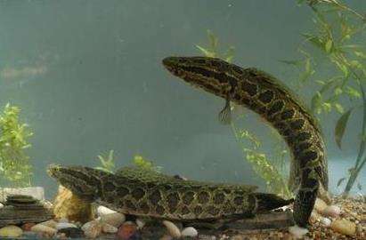 在家里怎么养黑鱼 养黑鱼喂什么饲料