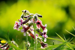 地黄对皮肤功效及作用 地黄外用涂抹皮肤