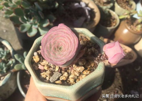 夏天玫瑰醒花要多久才可以 夏季玫瑰醒花多长时间