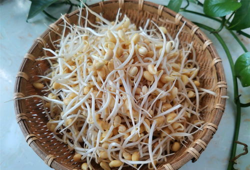 夏天泡黄豆芽的好方法 怎样发黄豆芽又快又简单