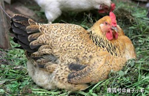 夏天如何解决鸡抱窝 夏天不让大母鸡抱窝怎么办呢
