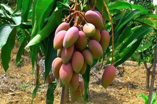 夏天必吃的五种水果 美容抗衰老的水果