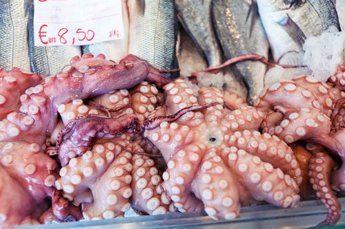 墨鱼和鱿鱼哪个好吃 墨鱼为什么比鱿鱼贵那么多