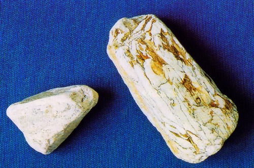 士龙骨的功效与作用与主治 龙骨的功能主治