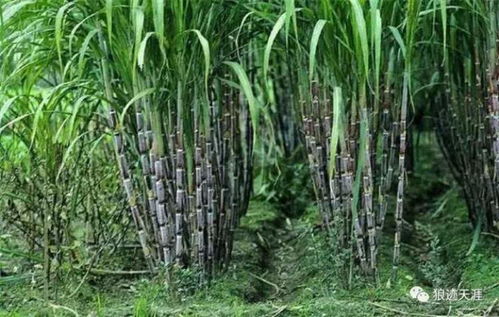 夏天为什么不能吃甘蔗 吃甘蔗的十大坏处