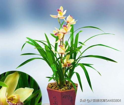 墨兰八月份养护 墨兰立秋后怎么养护