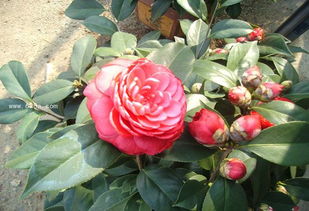 夏天养茶花注意事项 茶花夏天怎么养要注意什么