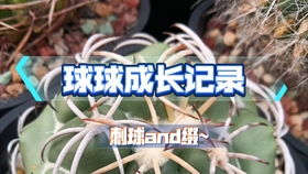 夏天35度月季怎么浇水 月季为什么不能晚上浇水