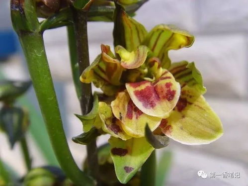 墨兰五大奇花谁最香 墨兰五个必养品种