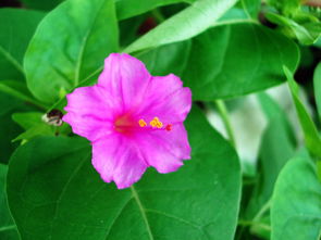 夏天七八月开的花 7～8月夏天的花的简介