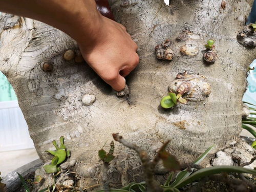 夏天把玉树的头全剪了能行吗 6月份给玉树断头还能活吗