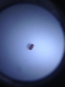 夏天棕色的小虫子 床上的小虫棕色一捏就碎