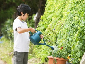 夏天中午浇花如何补救 中午不能浇水是假的