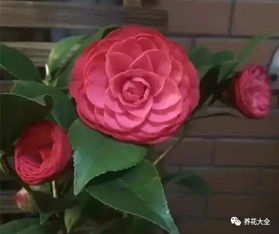 夏季浇水几天一次 为什么不能夏天勤浇水