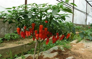 多少辣度能死人 世界上最辣的辣椒能辣死人吗