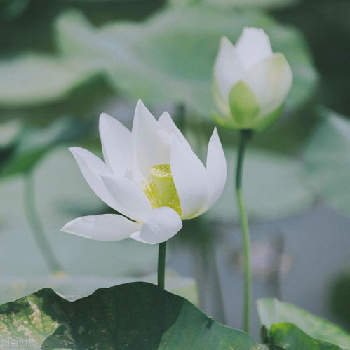 夏花绚烂,不负时光 生如夏花向朝阳,不负韶华展锋芒