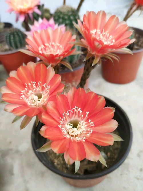 夏天都有什么花开放 常见的 夏天最常见的十种花