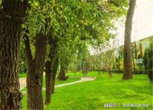 夏天移栽树怎么才容易活 树木移栽用什么生根剂
