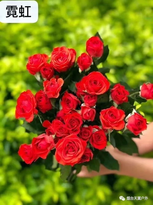 多头玫瑰的花语 多头玫瑰不能随便送人