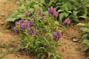 夏枯草十大功效 夏枯草专治十种病