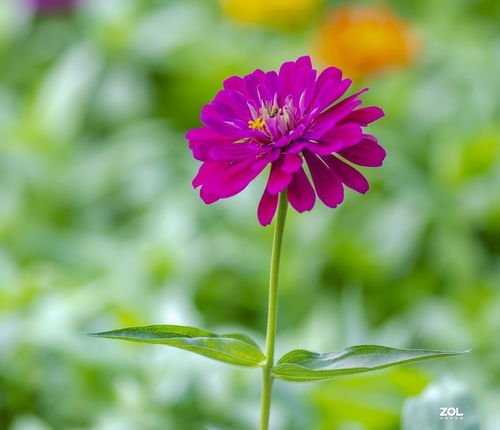 夏天都有哪些花 100种夏天的花