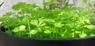 夏天芹菜催芽最简单方法 芹菜种子冰箱催芽几天