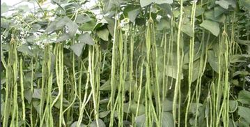 夏天种豆角最佳时间 立秋后还可以种豆角吗