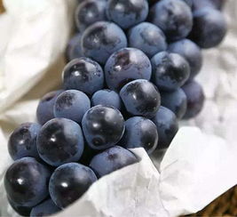 夏黑葡萄为什么是硬的 葡萄表面有硬痂一样的东西