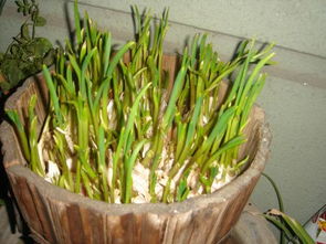 夏天种大蒜多久能发芽 怎样用水种大蒜快速出苗