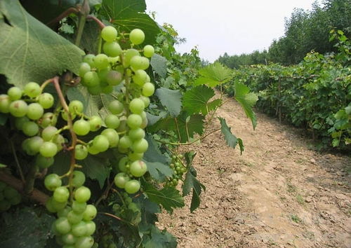 夏季葡萄扦插技术及时间 葡萄如何扦插育苗