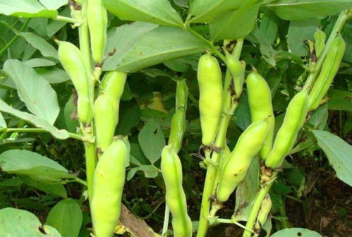 夏播大豆最晚什么时间能种 播种蚕豆的最佳时期