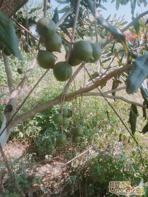 夏威夷果种植骗局 广西坚果种植骗局