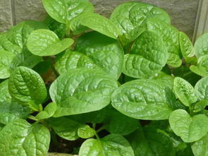 大叶木耳菜的危害 木耳菜是抗癌还是致癌