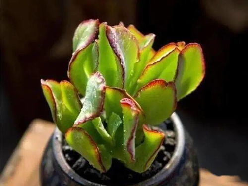 多菌灵的功效和作用 多菌灵什么时候用最好