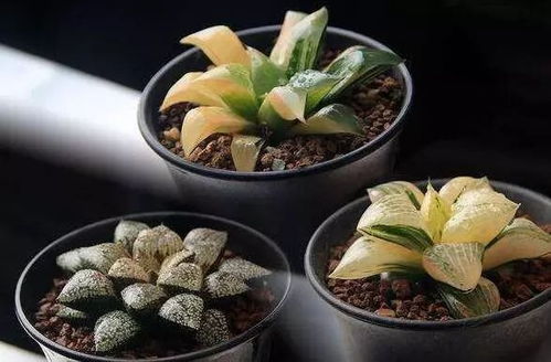 多肉植物怎么浇水 多肉多长时间浇一次水