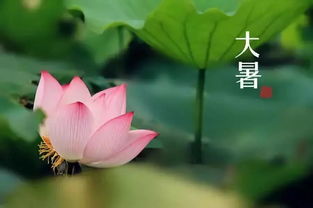 大暑的代表性植物是什么 大暑最具代表性的植物