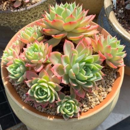 多肉三色堇为什么越养越小 多肉三色堇好度夏吗