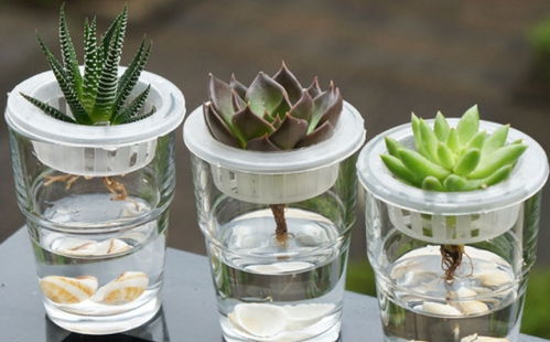 多肉能一直水培吗 水培多肉能活多久