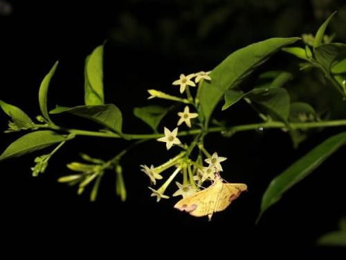 夜来香多久开一次花 夜来香为什么招鬼