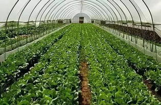 大棚未来10大暴利种植 大棚菜新式大棚
