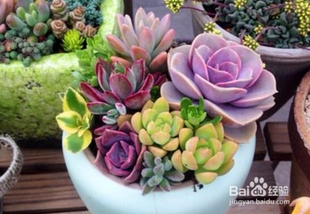 多肉水浇多了如何补救 多肉干瘪了萎缩还能活吗