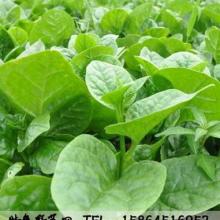 大叶木耳菜什么时候种 四种人不能吃木耳菜