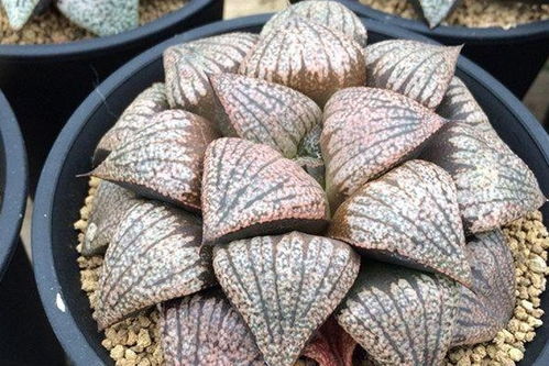 多肉十二卷夏天怎么养 十二卷夏天能放在室内吗