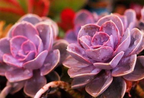 多肉紫珍珠好度夏吗 紫珍珠夏天可以露养吗