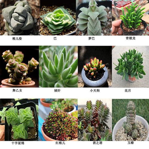 多肉是植物吗 常见50种植物