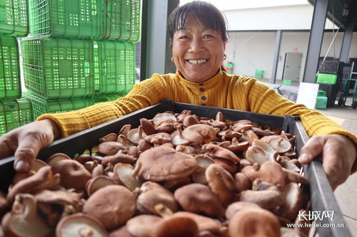 大棚香菇一年收几次 大棚香菇骗局血本无归