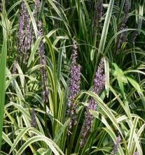 天冬和麦冬哪个功效更好 天冬和麦冬共用的奇效